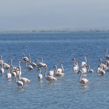 Poesia Lesina